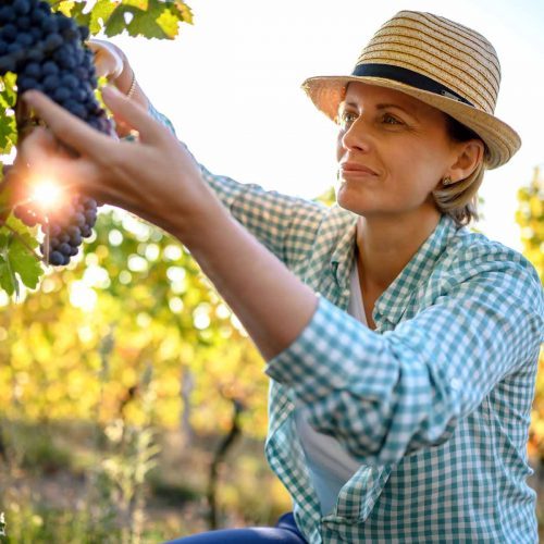 woman-picking-grapes-orho8200kwznyv2im5abt6b4ha5wwihl774i4vinwo