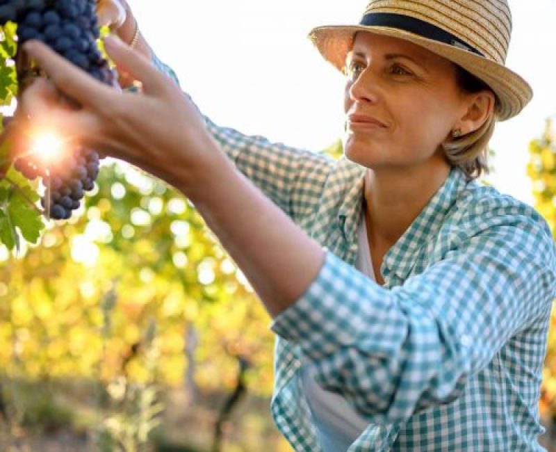 woman-picking-grapes-orho8200kwznyv2im5abt6b4ha5wwihl774i4vinwo